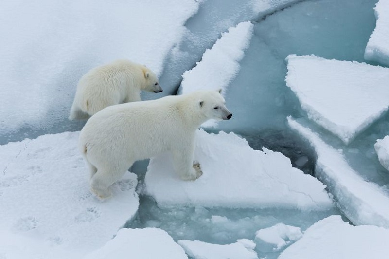 Арктический лёд тает вдвое быстрее, чем ожидалось          