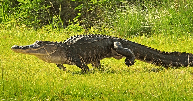 Кубинский крокодил (Crocodylus rhombifer) из семейства Crocodylae