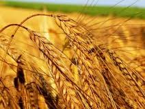 Скандальный законопроект об экспорте зерна дорабатывает Минагропрод          