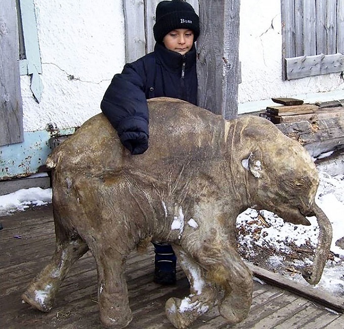 Мамонтёнок Люба, найденный в мае 2007 года в верхнем течении реки Юрибей на полуострове Ямал