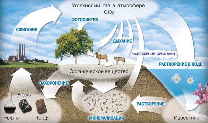 Круговорот углерода в природе