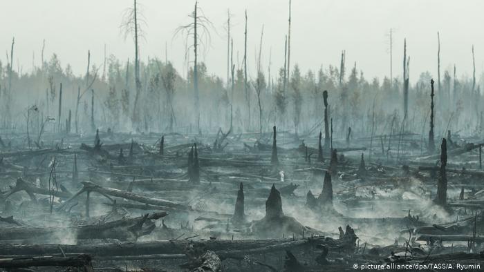 Последствия лесных пожаров