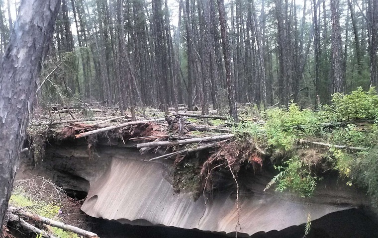 When the glacier melts, the vegetation dies